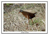 Rle de Virginie - Virginia Rail - Rallus limicola (Laval Qubec)