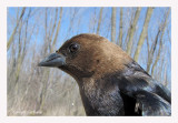 Molothrus ater - Vacher  tte brune