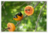 Oriole de Baltimore