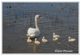 Cygne tubercul