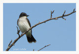 Tyran tritri - Eastern Kingbird - Tyrannus tyrannus (Laval Qubec)