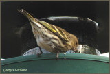 Tarin des pins - Pine Siskin	 - Carduelis pinus (Laval Qubec)