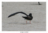 Bec-en-ciseaux noir - Black Skimmer