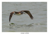 Plican brun- Brown Pelican