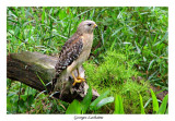 Buse  paulettes - Red-shouldered Hawk