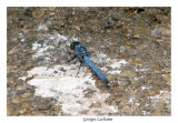 Blue Dasher