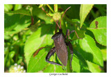 Florida leaf footed bug