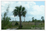 Estero Bay State Buffer Preserve