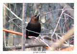 Molothrus ater - Vacher  tte brune