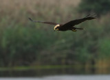 Marsh Harrier