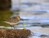 Dunlin