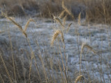 Skunk River Flats 16.JPG