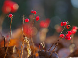 Red and ripe