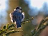 Gray Jay