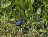 Purple Gallinule 2