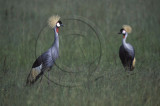Crowned Crane - Masia Mara