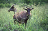 Red Hartbeest - South Africa