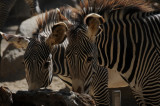 Zebras.JPG