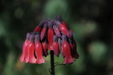 Bryophyllum delagoense.JPG