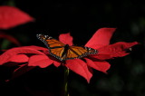 Monarch Butterfly.JPG