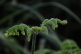 Quail Botanical Gardens.JPG