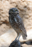 Burrowing owl.JPG