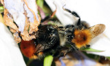 Bombus-hypnorum_copulating-pair.jpg