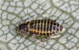 Eucallipterus-tiliae_ovipara.jpg