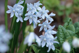 Scilla_IMG_0761.jpg