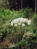 Angelica-sylvestris.jpg