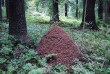 Ant-mound.jpg