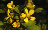 Cordeauxia-edulis_flowers.jpg