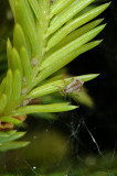 Cinara-pilicornis.jpg