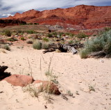 Colorado River bank