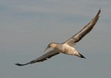 Cape Gannet