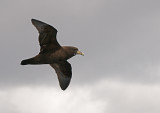 Whitechinned Petrel