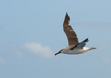 Atlantic Yellow-nosed Albatross