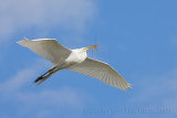 63638c - Great Egret