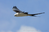 66410c - Swallowtail Kite