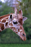 12263 - Giraffe
