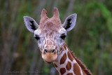 12881 - Giraffe