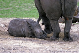 12212 - Baby White Rhino