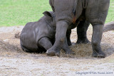 12207 - Baby White Rhino nursing