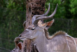 12187 - Kudu