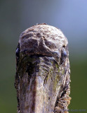 12555  - Wood Stork