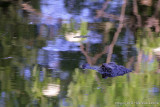 10796 - Gator in the reflections