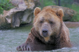15523 - Kodiak Bear