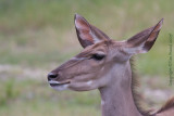 33682 - Kudu