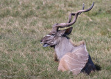 34045 - Kudu