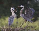 43629 - Great Blue Herons - nest building